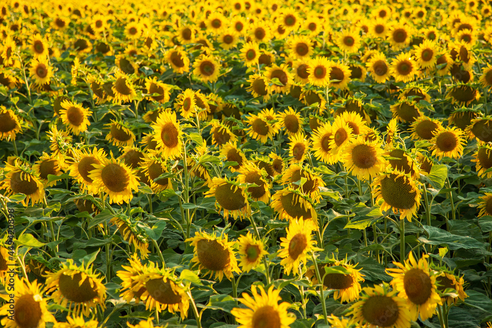 Sunflowers growing on an agricultural cultivated field. Sunflowers growing on an agricultural cultivated field.