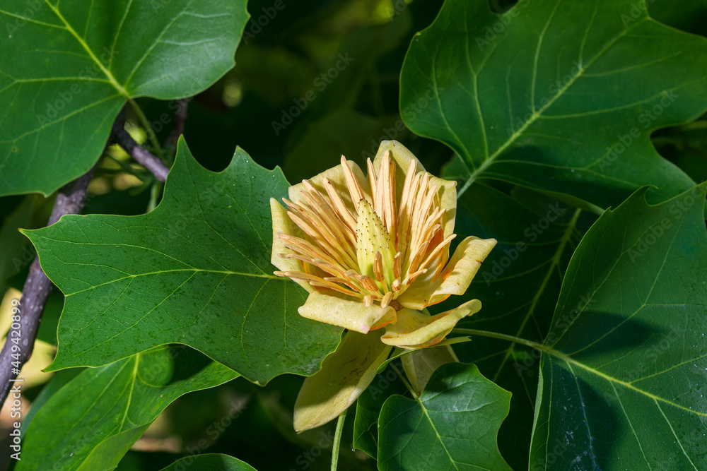 Liriodendron tulipifera, known as the tulip tree, American tulip tree