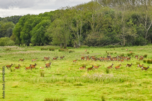 Herd of fallow deer running through a meadow in ther New Forest