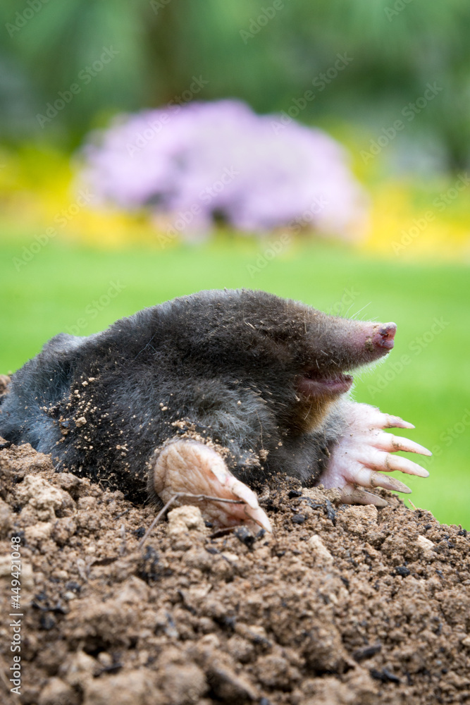 Mole peeking from the mole hill in the garden Mole peeking from the mole hill in the garden