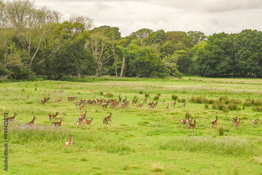 Fototapeta premium Herd of fallow deer running through a meadow in ther New Forest
