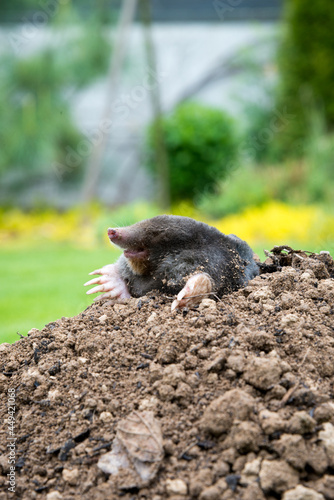 Mole peeking from the mole hill in the garden