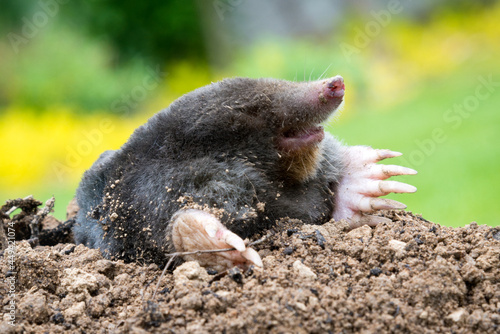 Mole peeking from the mole hill in the garden photo