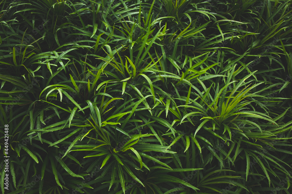 tropical leaves background, dark green nature foliage, abstract nature background tropical leaves background, dark green nature foliage, abstract nature background