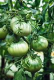 Bunch of green unripe tomatoes with blurred background and place for text vertical