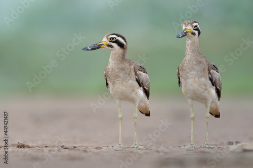 Funny pair of Great thick-knee or stone curlew (Esacus recurvirostris) ugly large bills wader birds living in open land during migrating season photo
