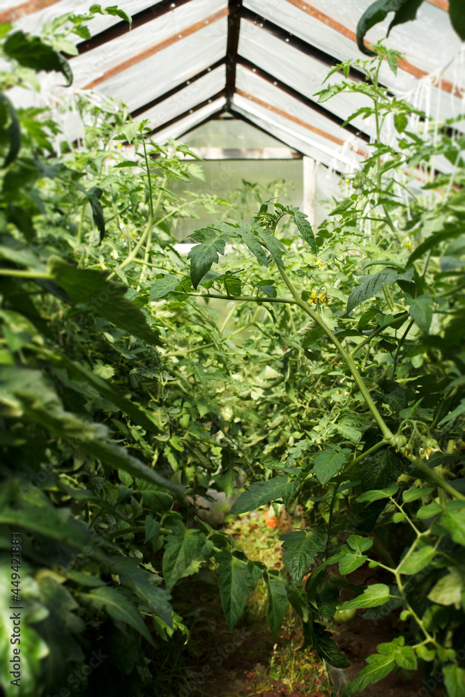 Background with tomato bushes in sunny garden greenhouse with blurred background and place for text vertical