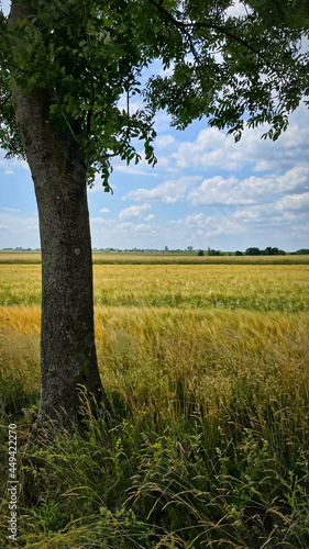 Zboża na polach upraw. Widok na obszary wiejskie w okresie lata. 