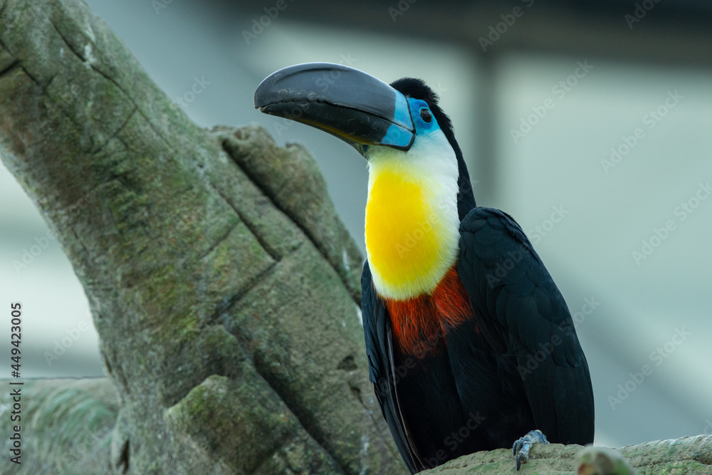 Obraz premium The channel-billed toucan close up (Ramphastos vitellinus) close up on a branch in south america.