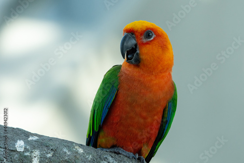 A Jenday Conure or jandaya parakeet (Aratinga jandaya) perched in a tree close up in Brazil photo