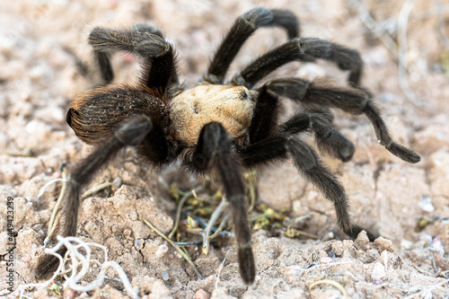 Tarantula in New Mexico