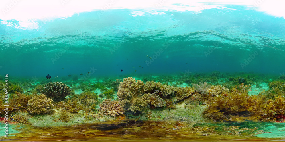 Tropical fishes and coral reef at diving. Underwater world with corals and tropical fishes. Virtual Reality 360. Tropical fishes and coral reef at diving. Underwater world with corals and tropical fishes. Virtual Reality 360.