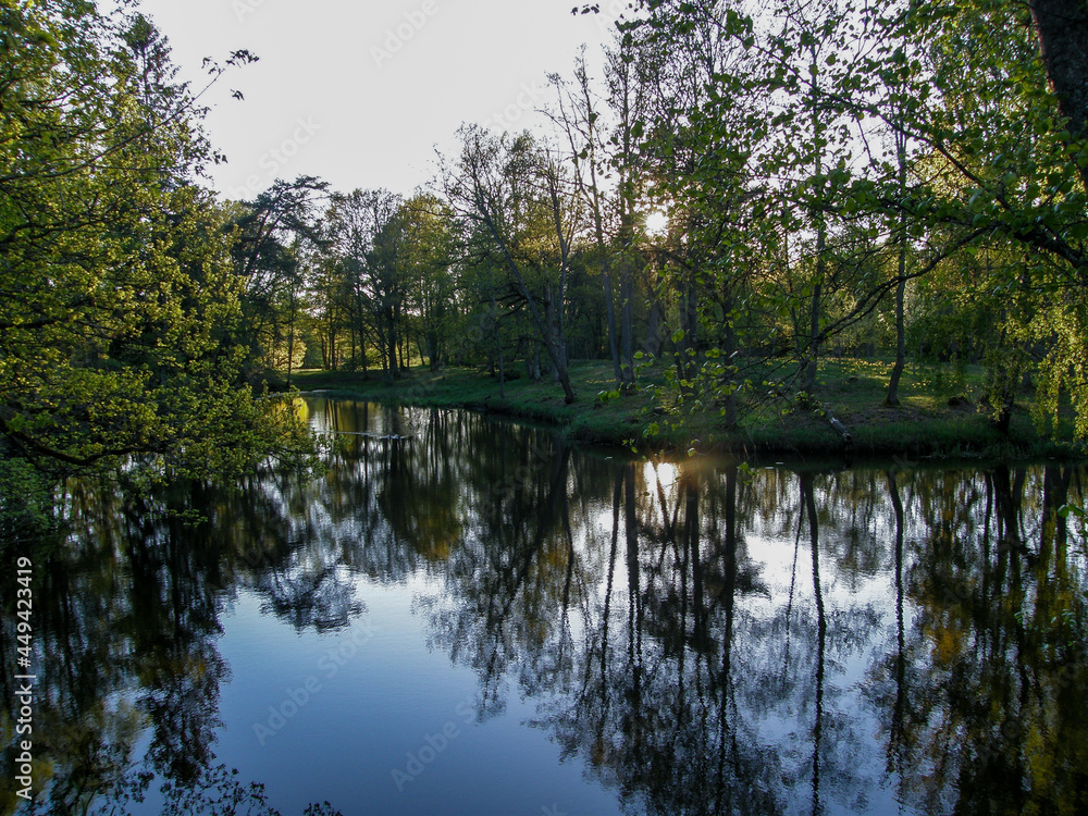 Fototapeta premium A lake in the middle of the forest on a summer day