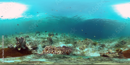 Underwater world with coral reef and tropical fishes. Travel vacation concept 360 panorama VR