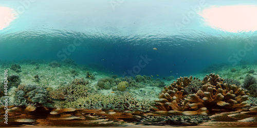 Tropical Blue Water Colorful Fishes. Tropical underwater sea fish. Philippines. Virtual Reality 360. © Alex Traveler