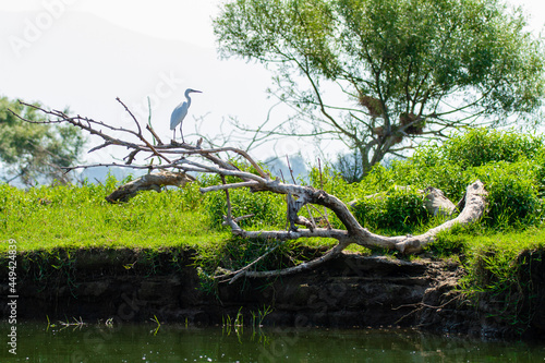 Greece  Lake Kerkini  Egret on a tree