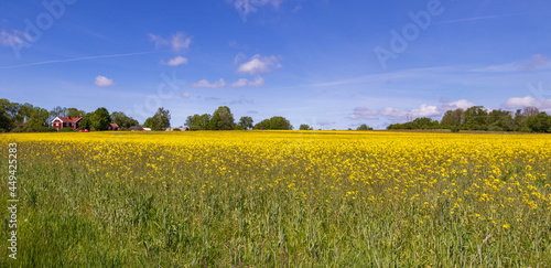 A rapeseed field in Sweden during late spring