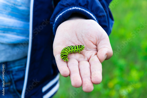 The boy's hands hold a beautiful green swallowtail caterpillar on a bright summer day in nature. Selective focus. Close-up