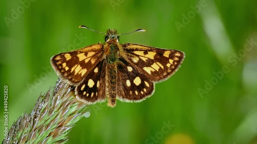 Chequered skipper (Carterocephalus palaemon), arctic brown orange butterfly perching on grass photo