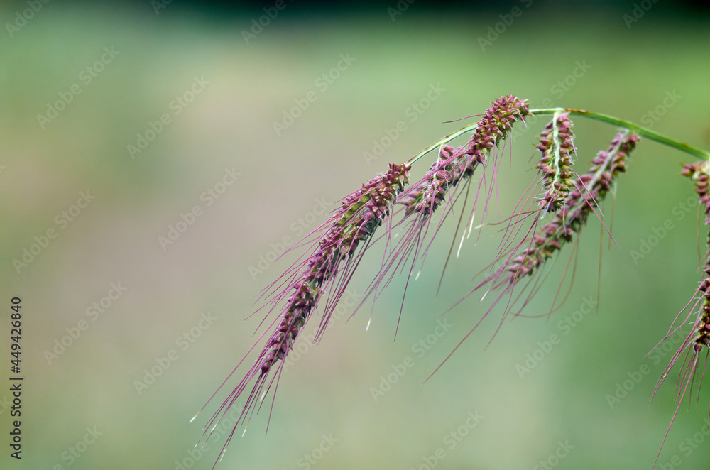 Fototapeta premium Photo of wild millet spikelets