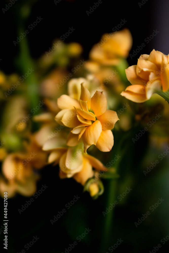 Obraz premium yellow flower in the garden