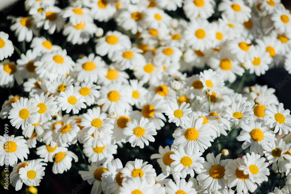 Fototapeta premium little white flower garden