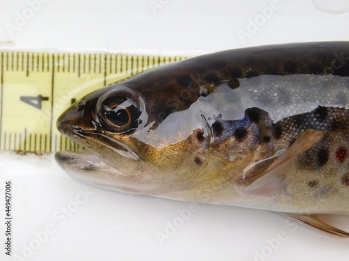 brown trout salmo trutta fish on measure board freshwater river species of salmonid photo