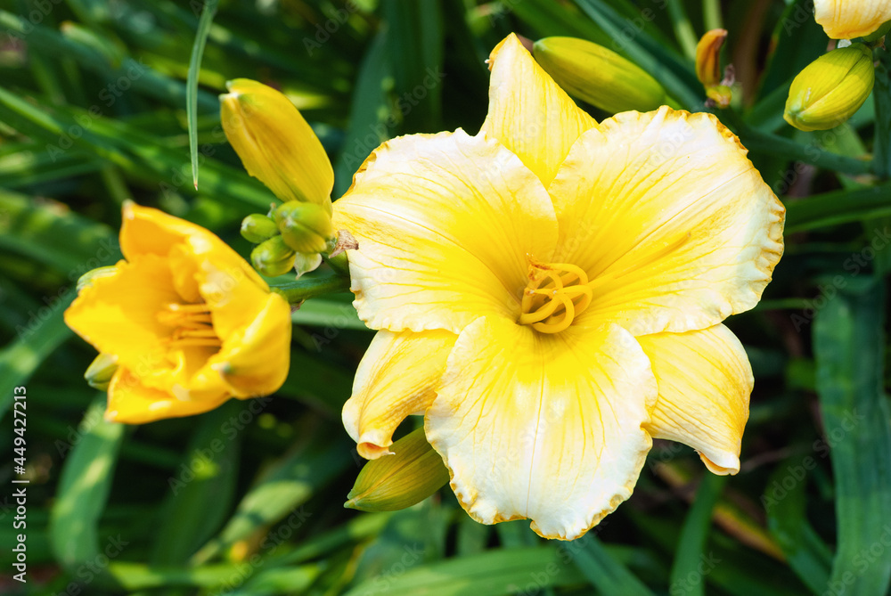 Daylily Blonde Is Beautiful - large-flowered yellow white Hemerocallis, closeup Daylily Blonde Is Beautiful - large-flowered yellow white Hemerocallis, closeup