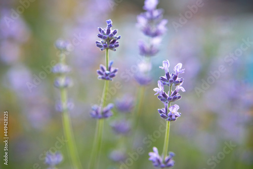 Close-up lavender flowers on colorful blurred background