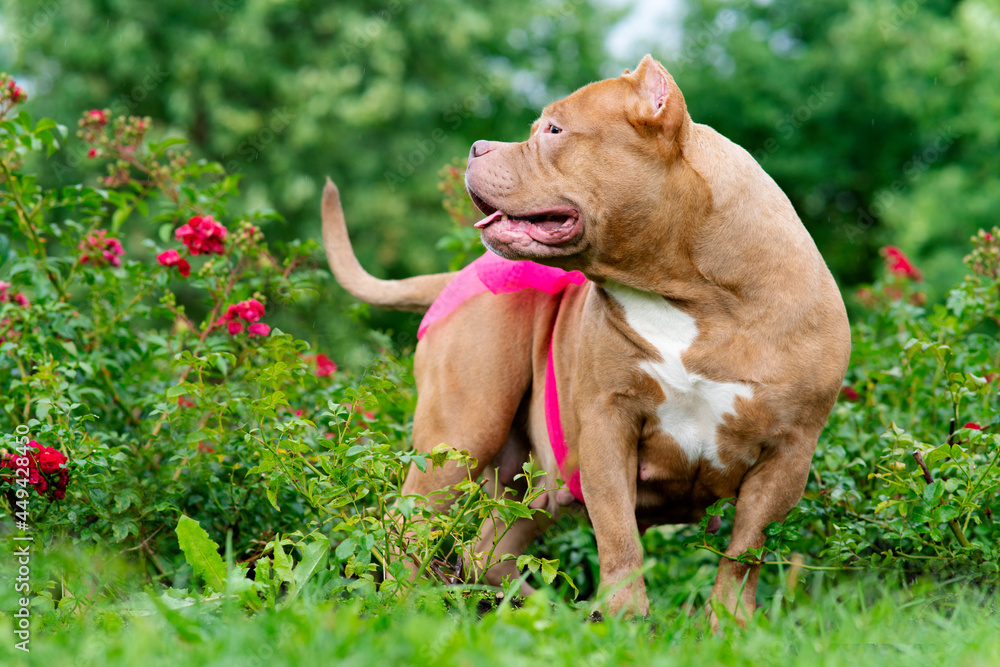 Portrait of a pregnant dog with a ribbon, a bow on the belly. Serious pet American Bully, In the garden on the background of bushes with roses outdoors. Copy Space Portrait of a pregnant dog with a ribbon, a bow on the belly. Serious pet American Bully, In the garden on the background of bushes with roses outdoors. Copy Space