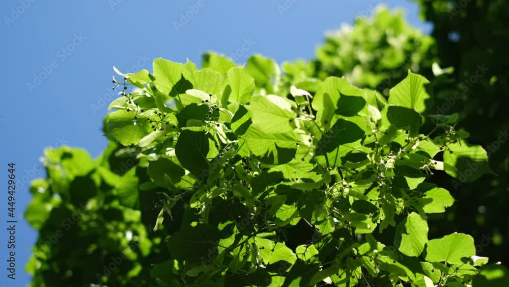 Fresh green linden tree leaves and buds blowing by the wind against the beautiful clear blue sky. Early summer breeze in Bavaria, Germany. Perfect nature scene, texture for background. 4k Fresh green linden tree leaves and buds blowing by the wind against the beautiful clear blue sky. Early summer breeze in Bavaria, Germany. Perfect nature scene, texture for background. 4k