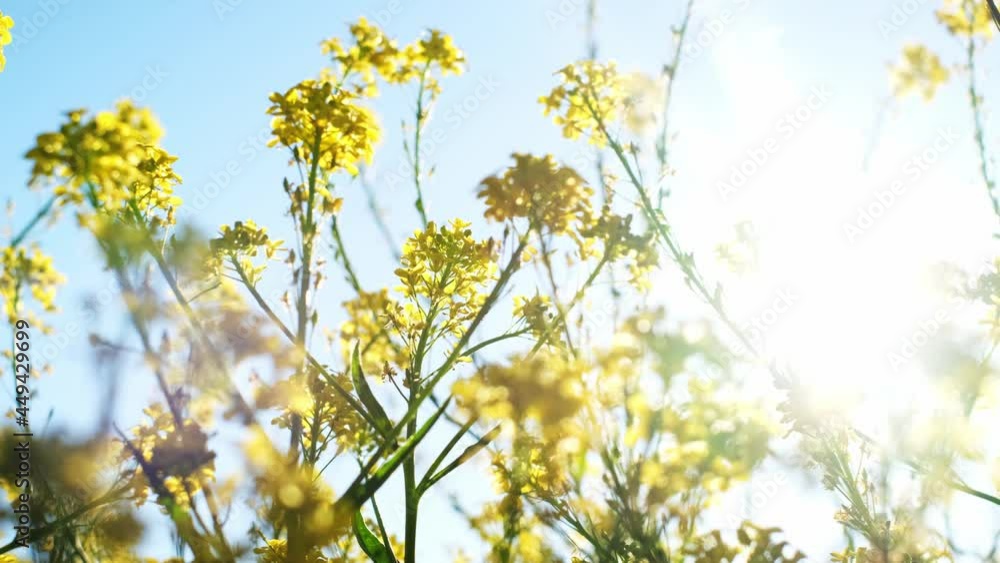 Close up delicate yellow rapseed flowers swaying in the wind on a green meadow. Beautiful tiny wildflowers moving by the afternoon breeze against the blue sky. Early summer day in Bavaria, Germany. 4k Close up delicate yellow rapseed flowers swaying in the wind on a green meadow. Beautiful tiny wildflowers moving by the afternoon breeze against the blue sky. Early summer day in Bavaria, Germany. 4k