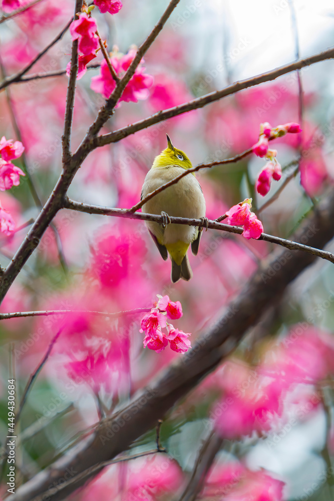 Close up shot of the Warbling white eye on a cherry tree