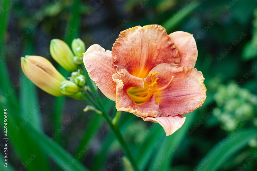 Fototapeta premium Daylily Longfields Marmalade orange flower, close-up