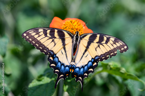 Yellow Swallowtail Butterfly feeding on brightly colored wildflowers in Wisconsin