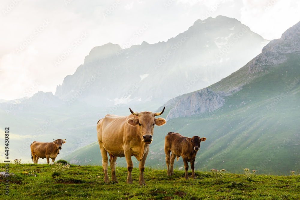 herd of three cows looking at camera in the mountains.