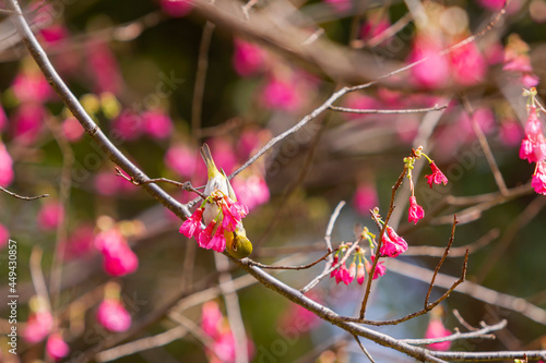 Close up shot of the Warbling white eye on a cherry tree