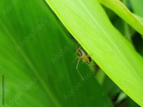 Close up shot of a Oxyopes salticus eating an insect