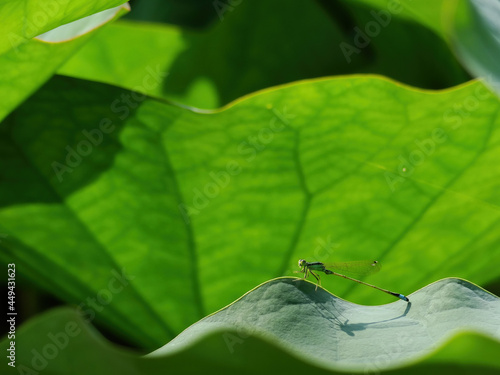 Close up shot of a damseflies photo