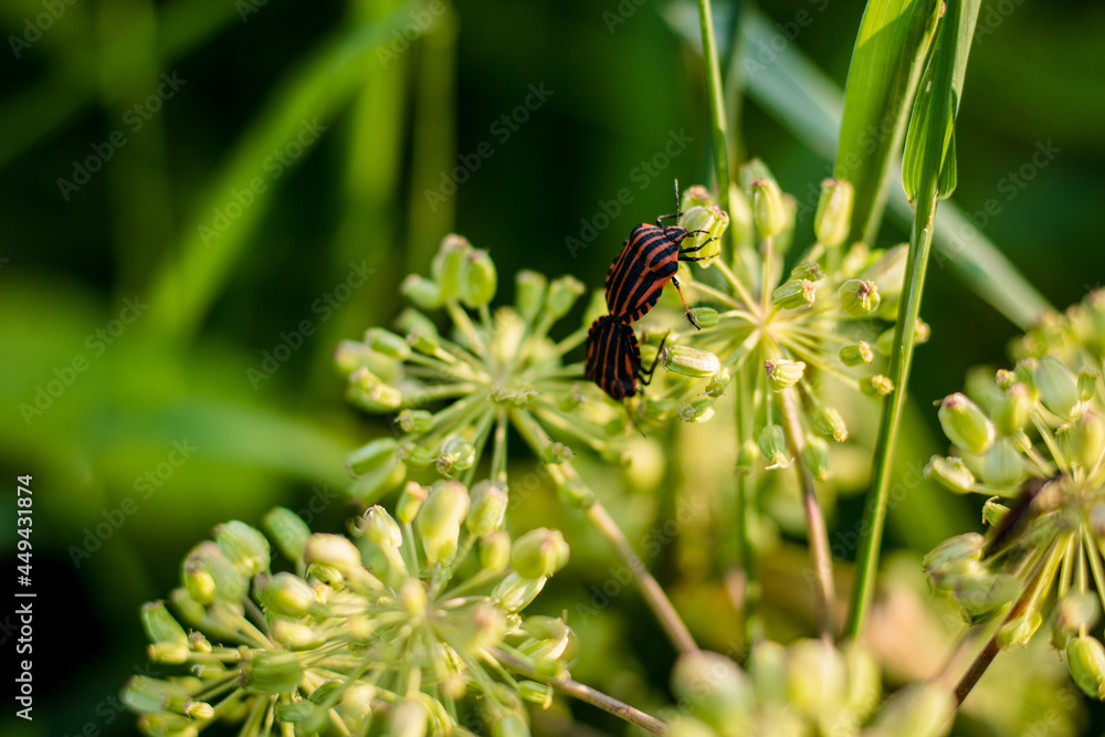 bug on a leaf