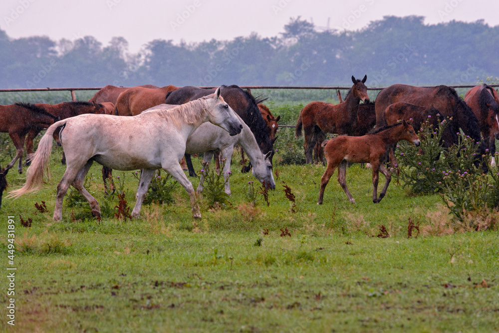 A herd of horses walks across the field in the rain, among them one white horse and several foals A herd of horses walks across the field in the rain, among them one white horse and several foals