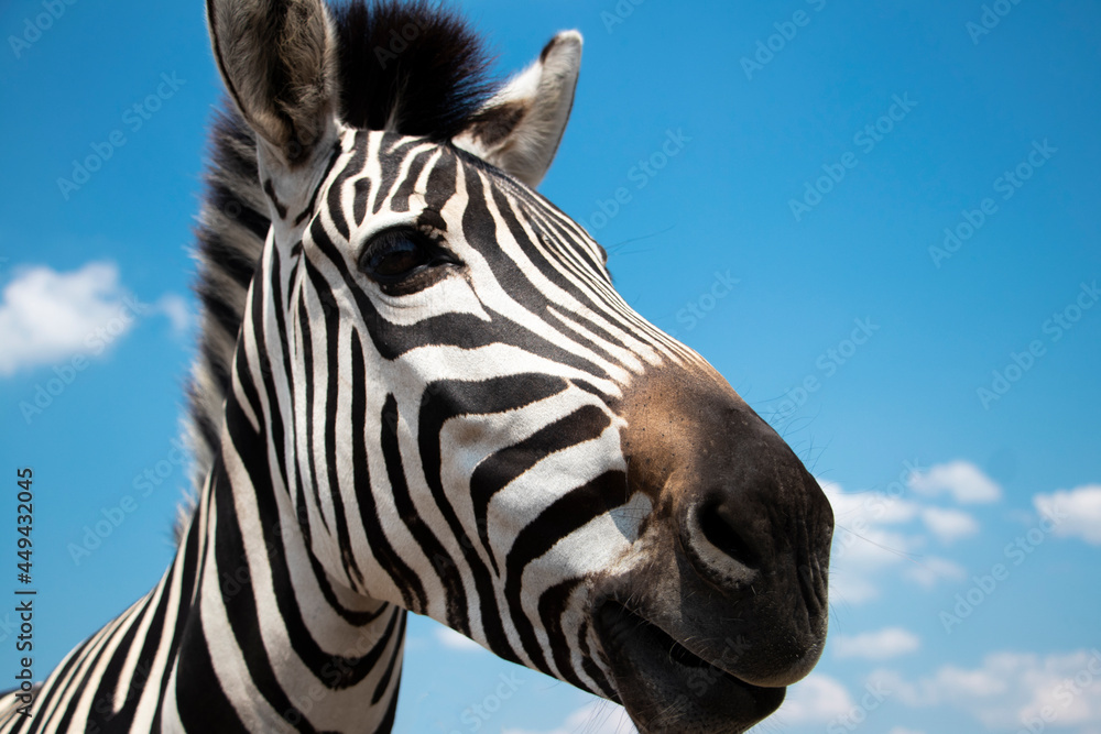 selective focus. Nose, muzzle, close .Cape mountain zebra close-up against the sky. Equus zebra in natural habitat. National reserve of zebras Askania Nova. Zebra portrait cheerful. space for text. - obrazy, fototapety, plakaty 
