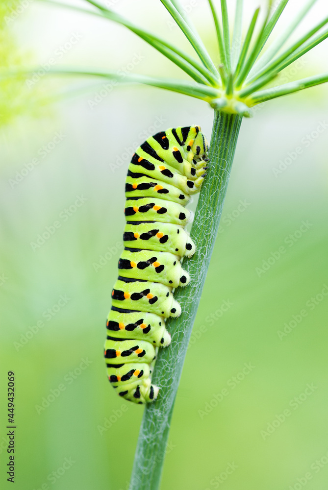 Green smooth caterpillar with black markings closeup - Black Swallowtail Papilio polyxenes larvae