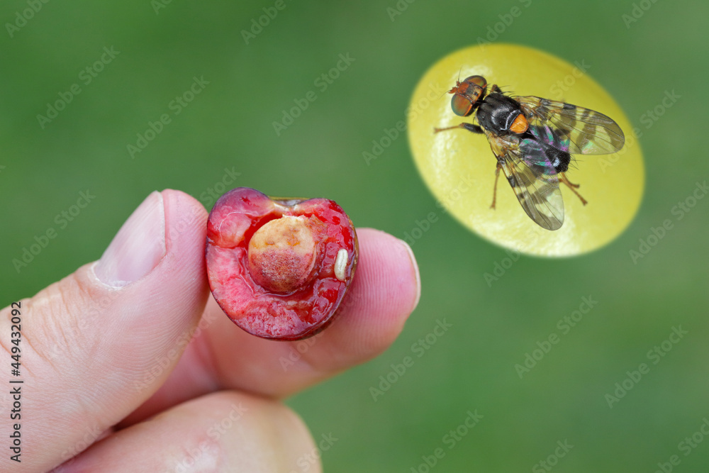 Rhagoletis cerasi is a species of tephritid fruit fly known by the common name cherry fruit fly