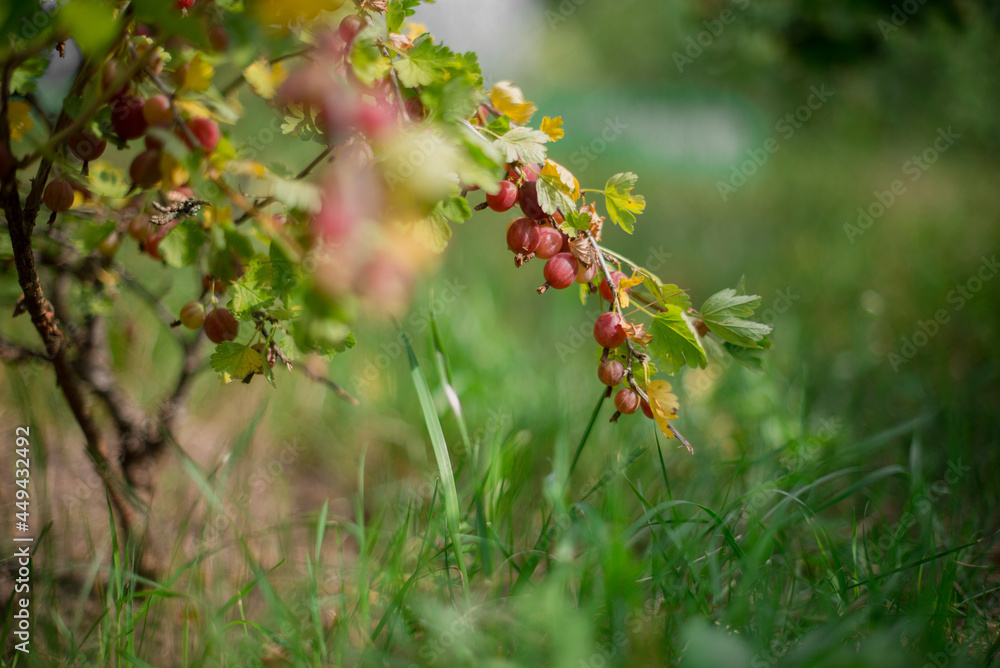gooseberries grow on a branch gooseberries grow on a branch