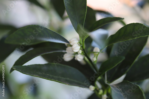 Citrus japonica, Kumquat buds close up