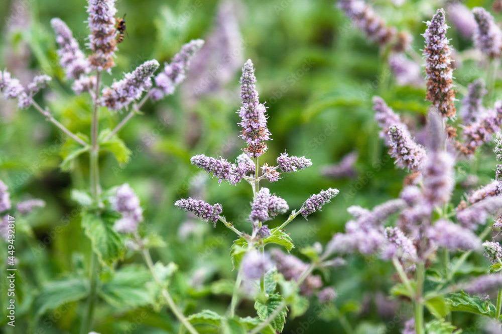 Flowering mint plants in the garden. honey plant attracts bees Flowering mint plants in the garden. honey plant attracts bees