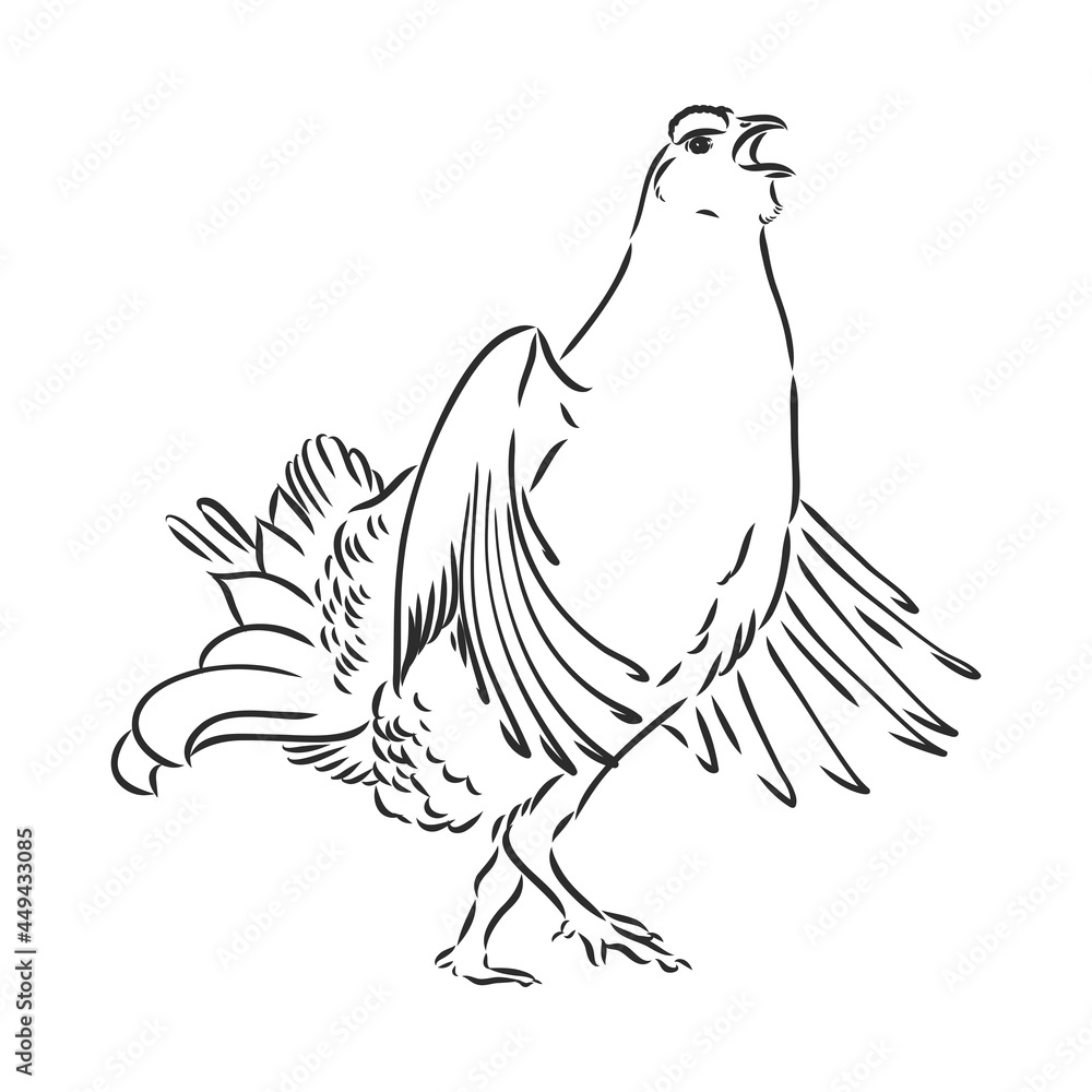 Fototapeta premium black and white bird capercaillie capercaillie bird vector sketch