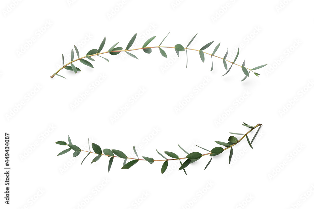 Frame made of eucalyptus branches on white background Frame made of eucalyptus branches on white background