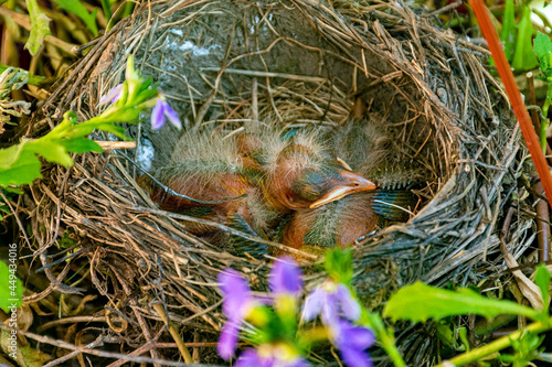 Two bird chicks in a nest in a planter on our porch in Windsor in Broome County in Upstate NY. Adorable babies. Baby chick uses its sibling as a pillow as both are sound asleep. Ugly & Cute.